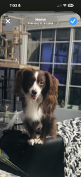 Lost Male Dog last seen Husking and So.union, Bakersfield, CA 93307