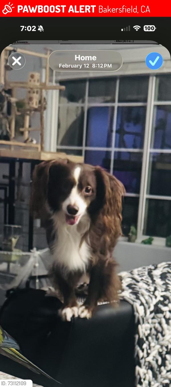 Lost Male Dog last seen Husking and So.union, Bakersfield, CA 93307