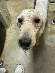 Shelter Stray Female Dog last seen Bexar County, 3353 Morningside Dr, New Braunfels, TX 78132, USA