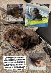 Lost Female Dog last seen Baseline and Victoria, Highland, CA 92346