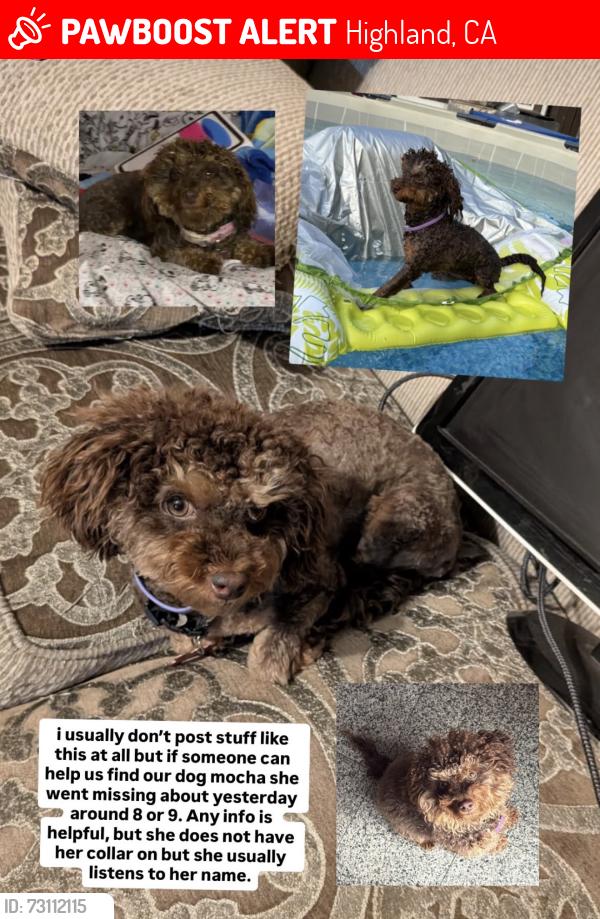 Lost Female Dog last seen Baseline and Victoria, Highland, CA 92346