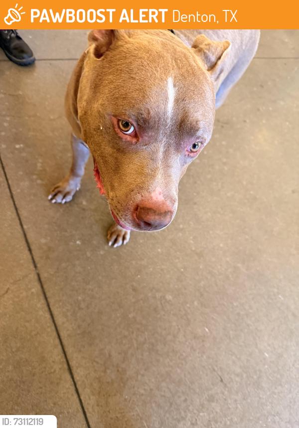 Found/Stray Male Dog last seen Near Medpark Station inside Providence Place apmts, Denton, TX 76208