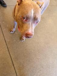Found/Stray Male Dog last seen Near Medpark Station inside Providence Place apmts, Denton, TX 76208
