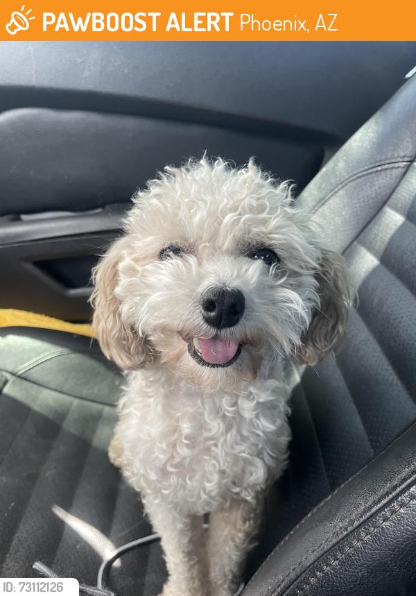 Found/Stray Female Dog last seen Black rock coffe 21st and Glendale, Phoenix, AZ 85021