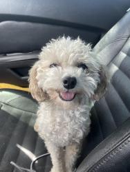 Found/Stray Female Dog last seen Black rock coffe 21st and Glendale, Phoenix, AZ 85021