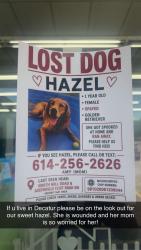Lost Female Dog last seen NORTH MILL ROAD & 口 MICROCHIPPED AUSTINVILLE FLINT ROAD SW, Austinville, VA 24312