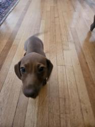 Found/Stray Female Dog last seen Cal State LA, Los Angeles, CA 90032