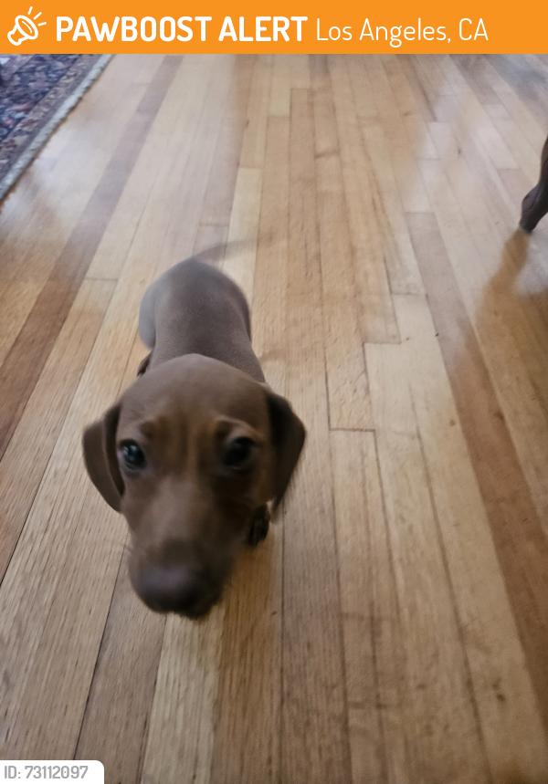 Found/Stray Female Dog last seen Cal State LA, Los Angeles, CA 90032
