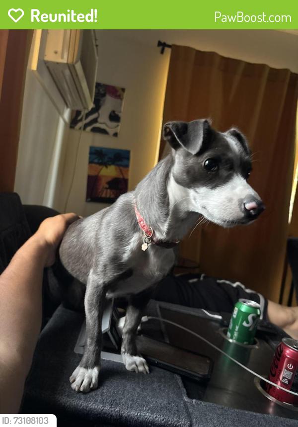 Reunited Female Dog last seen Hb, Monrovia, CA 91016
