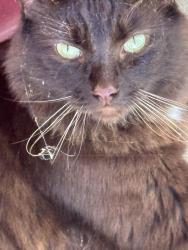 Reunited Male Cat last seen Balcom Canyon Rd & Old Balcom Canyon Rd, Somis, CA 93066