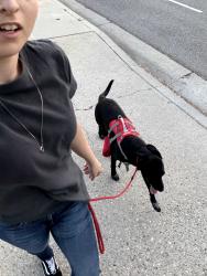 Reunited Female Dog last seen Winnetka and Sherman Way, Los Angeles, CA 91306