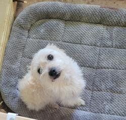 Reunited Unknown Dog last seen SE 24th St & Glenn Ave, Del City, OK 73115, USA, Del City, OK 73115