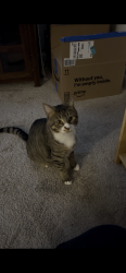 Lost Male Cat last seen Near Byrne Dairy on Morgan road, Liverpool, NY 13090