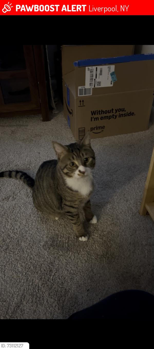 Lost Male Cat last seen Near Byrne Dairy on Morgan road, Liverpool, NY 13090