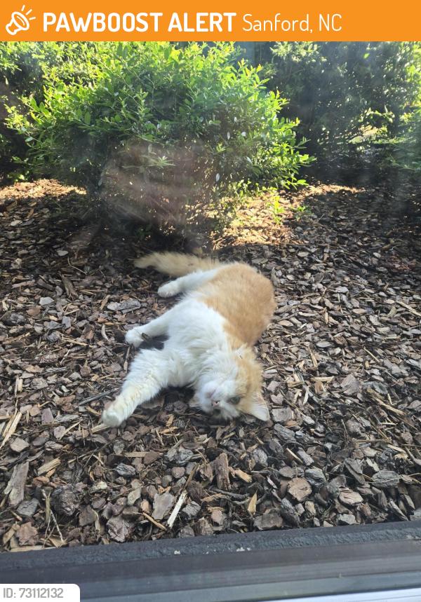 Found/Stray Unknown Cat last seen Near Broadway Road, Sanford NC (Coty), Sanford, NC 27332