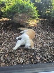 Found/Stray Unknown Cat last seen Near Broadway Road, Sanford NC (Coty), Sanford, NC 27332