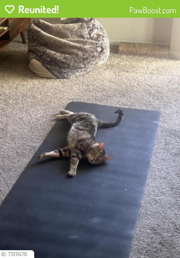 Reunited Male Cat last seen Near n Cheri Lynn dr, Chandler, AZ 85225