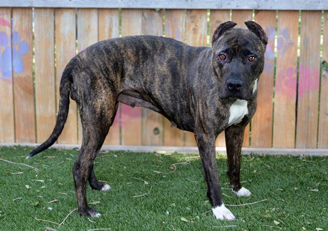Shelter Stray Female Dog last seen Near BLOCK W 3500 S, WEST VALLEY CITY UT 84120, 4522 W 3500 S, West Valley City, UT 84120, USA