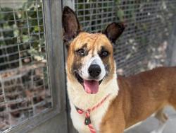 Shelter Stray Male Dog last seen , 957 N Gaffey St, San Pedro, CA 90731, USA
