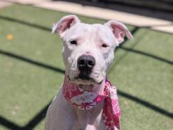 Shelter Stray Female Dog last seen , 957 N Gaffey St, San Pedro, CA 90731, USA
