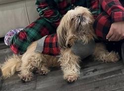 Reunited Male Dog last seen Mojave Rd, Boyd, TX 76023