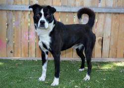 Shelter Stray Male Dog last seen Near BLOCK S 7080 W, WEST VALLEY CITY UT 84128, 4522 W 3500 S, West Valley City, UT 84120, USA