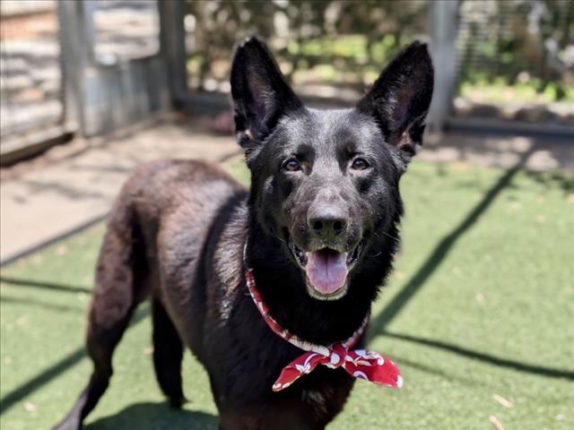 Shelter Stray Male Dog last seen , 957 N Gaffey St, San Pedro, CA 90731, USA