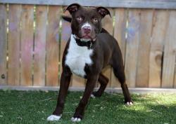 Shelter Stray Male Dog last seen Near BLOCK W SHADY PINE LN, 4522 W 3500 S, West Valley City, UT 84120, USA