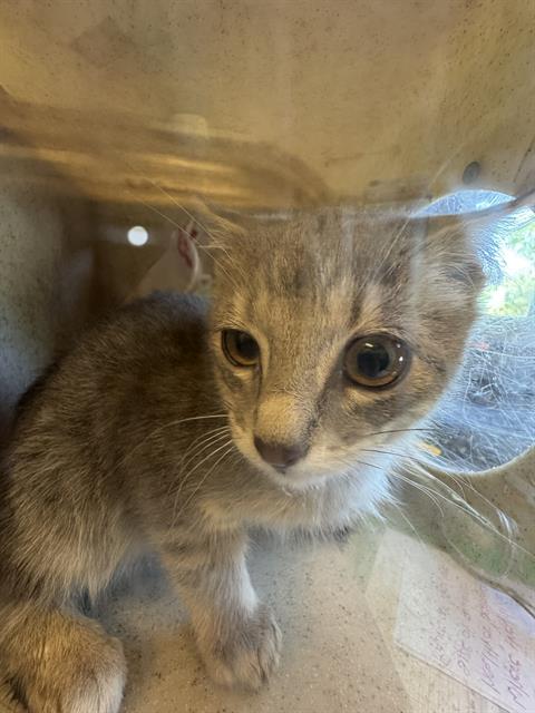 Shelter Stray Unknown Cat last seen Near BLOCK W DEERMEADOW CIR, 4522 W 3500 S, West Valley City, UT 84120, USA
