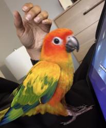 Lost Female Bird last seen Near ne 53rd ct Fort Lauderdale Fl, Fort Lauderdale, FL 33334