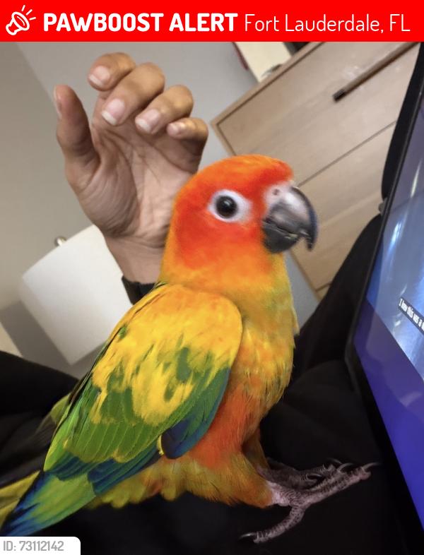 Lost Female Bird last seen Near ne 53rd ct Fort Lauderdale Fl, Fort Lauderdale, FL 33334