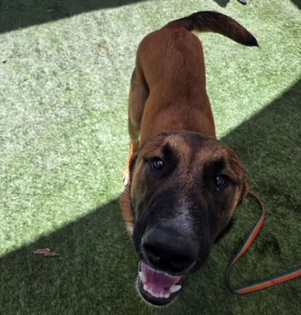 Shelter Stray Male Dog last seen , 1850 W 60th St, Los Angeles, CA 90047, USA