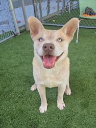 Shelter Stray Male Dog last seen , 1850 W 60th St, Los Angeles, CA 90047, USA