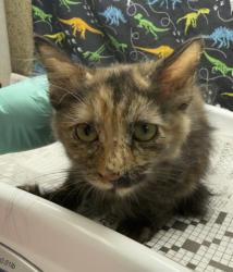 Shelter Stray Female Cat last seen Near BLOCK SIR GAWAINE DR, RIVERSIDE, CA, 6851 Van Buren Boulevard, Jurupa Valley, CA 92509, USA