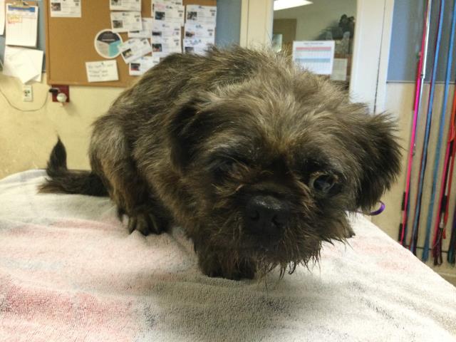 Shelter Stray Female Dog last seen Near BLOCK ONAKNOLL DR, PERRIS, CA, 6851 Van Buren Boulevard, Jurupa Valley, CA 92509, USA