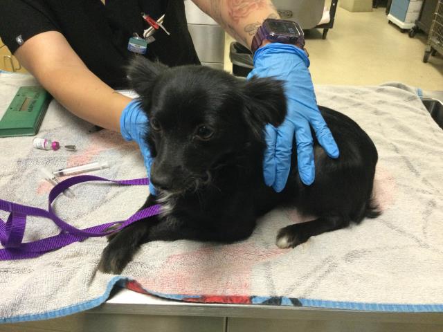 Shelter Stray Female Dog last seen Near BLOCK WINDSTONE WAY, PERRIS, CA, 6851 Van Buren Boulevard, Jurupa Valley, CA 92509, USA