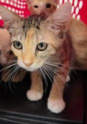 Shelter Stray Female Cat last seen Near BLOCK S ANDREWS AVE, FORT LAUDERDALE, FL 33316, 2400 SW 42nd St, Fort Lauderdale, FL 33312, USA