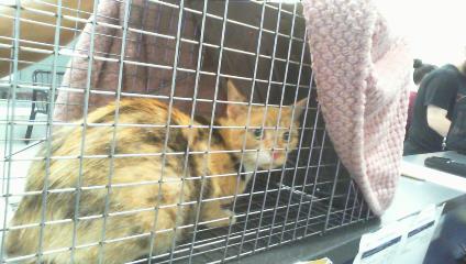 Shelter Stray Female Cat last seen CHARLOTTE, 8315 Byrum Dr, Charlotte, NC 28217, USA
