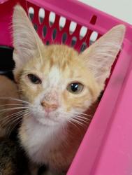 Shelter Stray Male Cat last seen Near BLOCK S ANDREWS AVE, FORT LAUDERDALE, FL 33316, 2400 SW 42nd St, Fort Lauderdale, FL 33312, USA