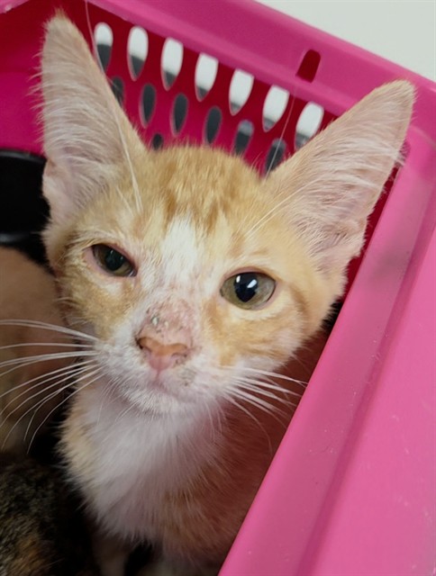 Shelter Stray Male Cat last seen Near BLOCK S ANDREWS AVE, FORT LAUDERDALE, FL 33316, 2400 SW 42nd St, Fort Lauderdale, FL 33312, USA