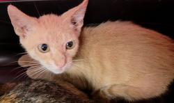 Shelter Stray Male Cat last seen Near BLOCK S ANDREWS AVE, FORT LAUDERDALE, FL 33316, 2400 SW 42nd St, Fort Lauderdale, FL 33312, USA