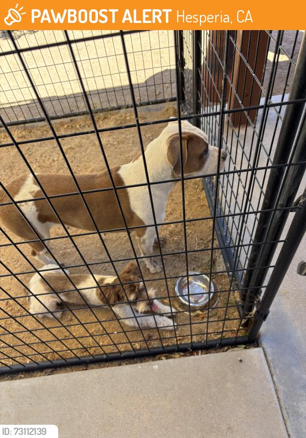 Found/Stray Female Dog last seen Orchid/ Peach, Hesperia, CA 92345
