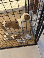 Found/Stray Female Dog last seen Orchid/ Peach, Hesperia, CA 92345