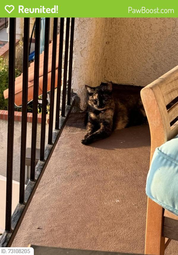 Reunited Female Cat last seen Owensmouth and Lassen, Los Angeles, CA 91303