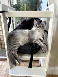 Reunited Male Cat last seen Tyne Road / Broadway Road, Bishopston, England BS7 8EE