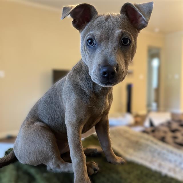 Shelter Stray Female Dog last seen MILITATY AND ROOSEVELT, 4710 TX-151, San Antonio, TX 78227, USA