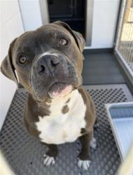 Shelter Stray Male Dog last seen SUNBROOK, 333 Chandler Pl, San Bernardino, CA 92408, USA
