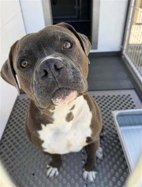 Shelter Stray Male Dog last seen SUNBROOK, 333 Chandler Pl, San Bernardino, CA 92408, USA
