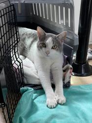 Reunited Male Cat last seen Asilomar and Pico area, Pacific Grove, CA 93950