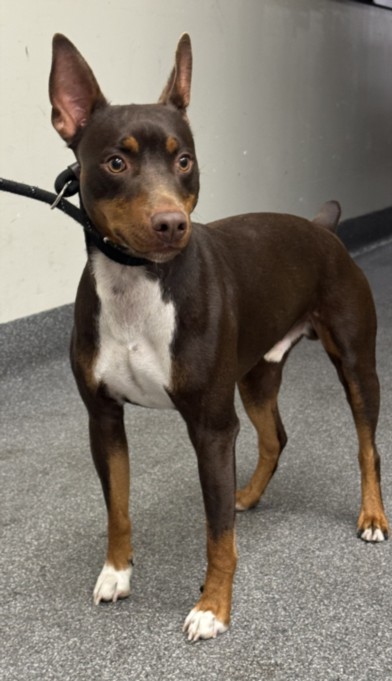 Shelter Stray Male Dog last seen , 3201 Lacy St, Los Angeles, CA 90031, USA